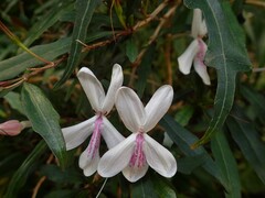 Pseuderanthemum longifolium