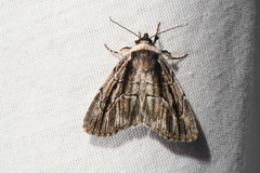 Sympistis badistriga