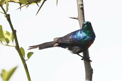 Cinnyris erythrocercus