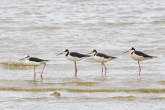 Himantopus mexicanus melanurus