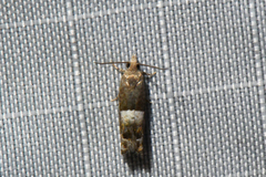 Epinotia walkerana