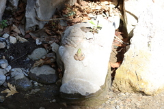 Pelophylax bedriagae