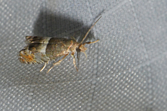 Epinotia walkerana