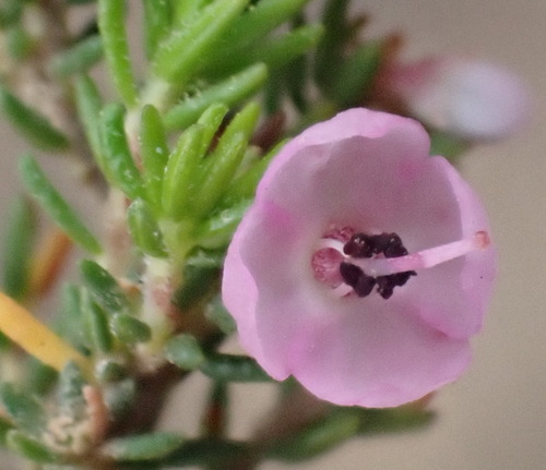Image of Blackcrown Heath (Erica melanthera) by (c) Nicola van Berkel, some rights reserved (CC BY-SA)