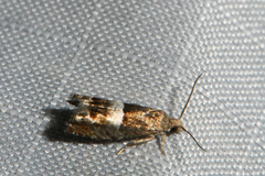 Epinotia walkerana