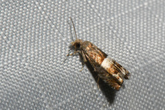 Epinotia walkerana