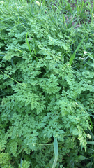 Anthriscus caucalis