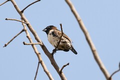 Spermestes cucullata