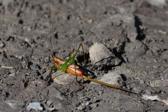 Conocephalus attenuatus