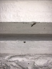 Aphididae