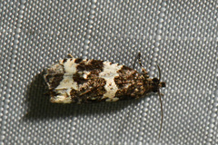 Olethreutes trinitana