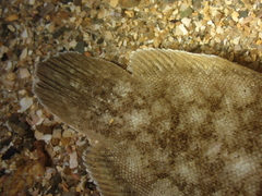 Solea solea