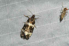 Olethreutes trinitana