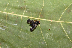 Aciura coryli