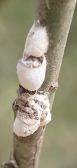 Coccoidea