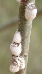 Coccoidea