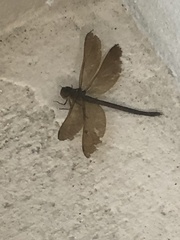 Triacanthagyna trifida