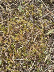 Ptychostomum torquescens