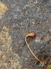 Ptychostomum torquescens