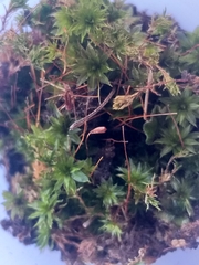 Ptychostomum torquescens