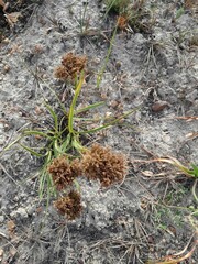Cyperus polystachyos