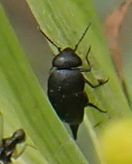 Mordellidae