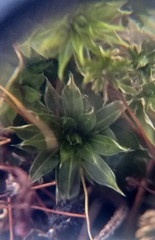 Ptychostomum torquescens