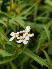 Iberis sempervirens