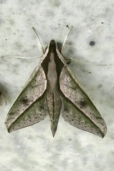 Xylophanes acrus