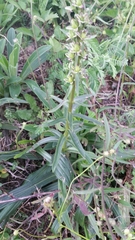 Digitalis ferruginea
