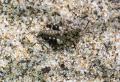 Trimerotropis maritima