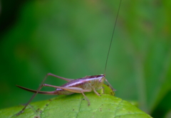 Conocephalus saltans