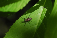 Rhodobaenus