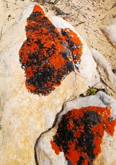 Xanthorioideae
