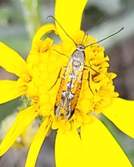 Neoheliodines