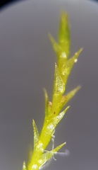 Archidium alternifolium