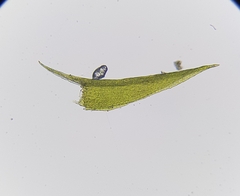 Archidium alternifolium