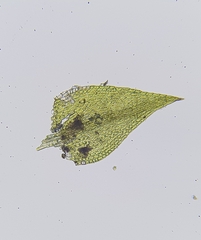 Archidium alternifolium