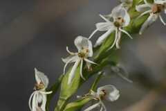 Habenaria entomantha