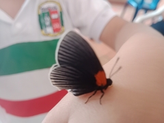 Hades noctula