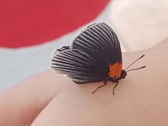 Hades noctula