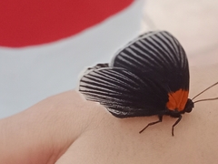 Hades noctula
