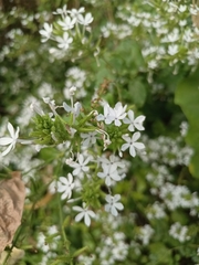 Plumbago zeylanica