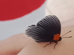 Hades noctula
