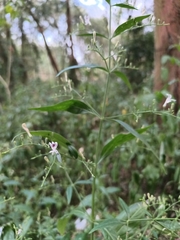 Andrographis paniculata