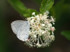 Celastrina neglecta