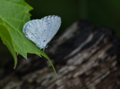 Celastrina neglecta