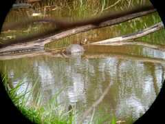 Trachemys dorbigni