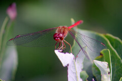 Sympetrum costiferum