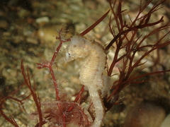 Hippocampus hippocampus